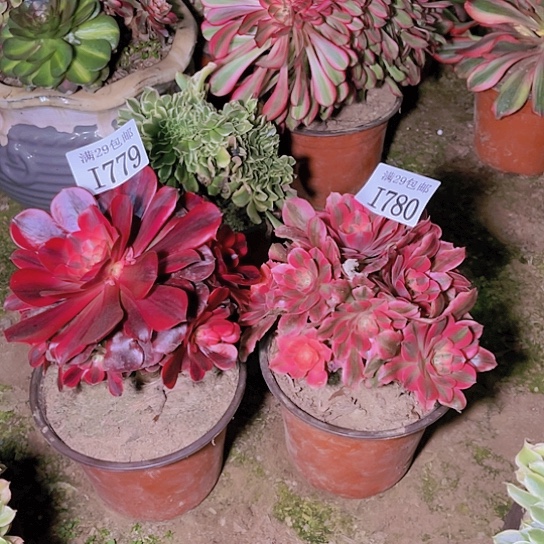 779美杜莎780分女巫多肉植物