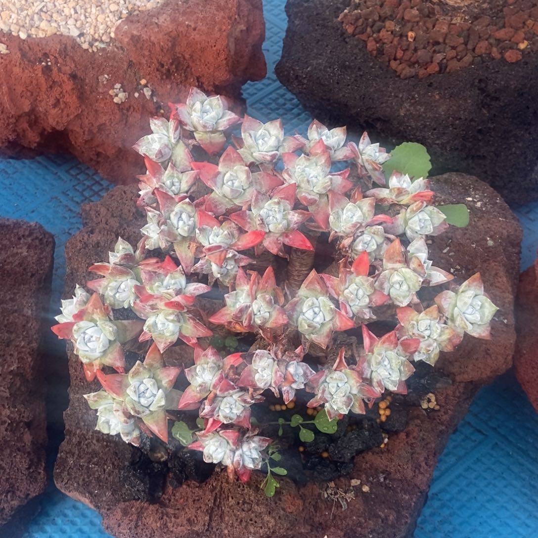 韩版苹果叶多肉植物