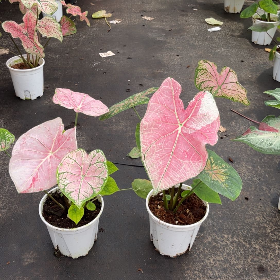 大部分开放少量花苞大*福婚纱