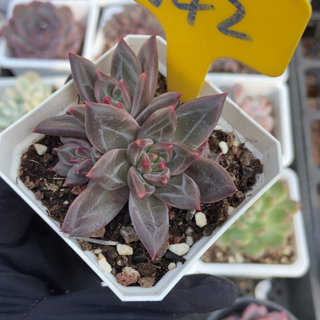 642美人多肉植物多肉植物