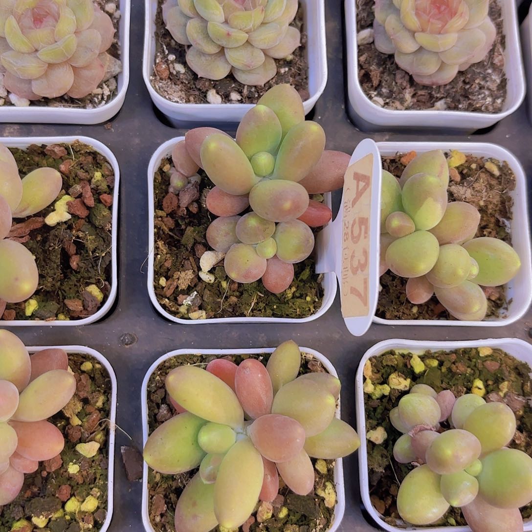 A537芒果奶一物一拍