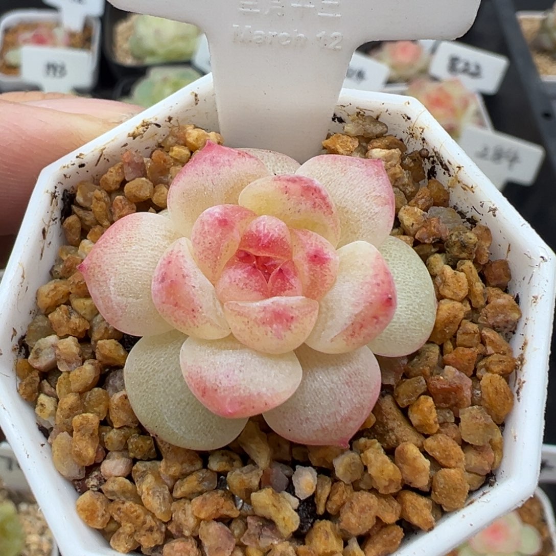 116号甜心146 晗雨