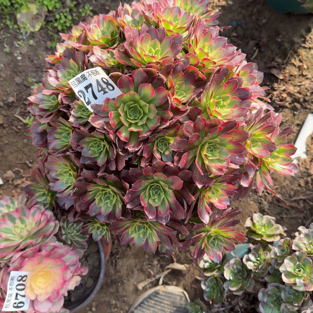 法师安娜玫瑰 2748 18-10