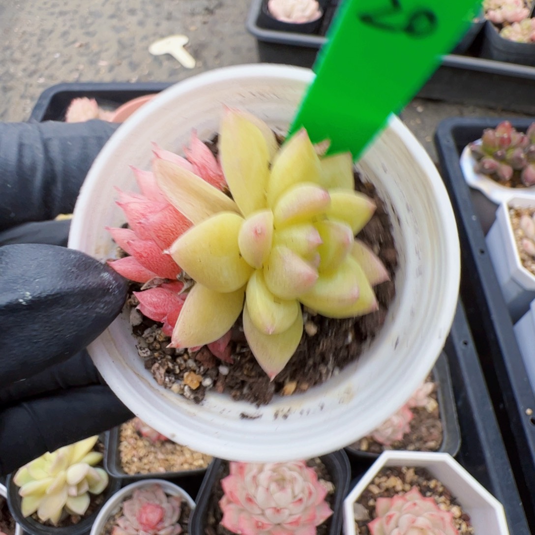 20 星宝精品多肉