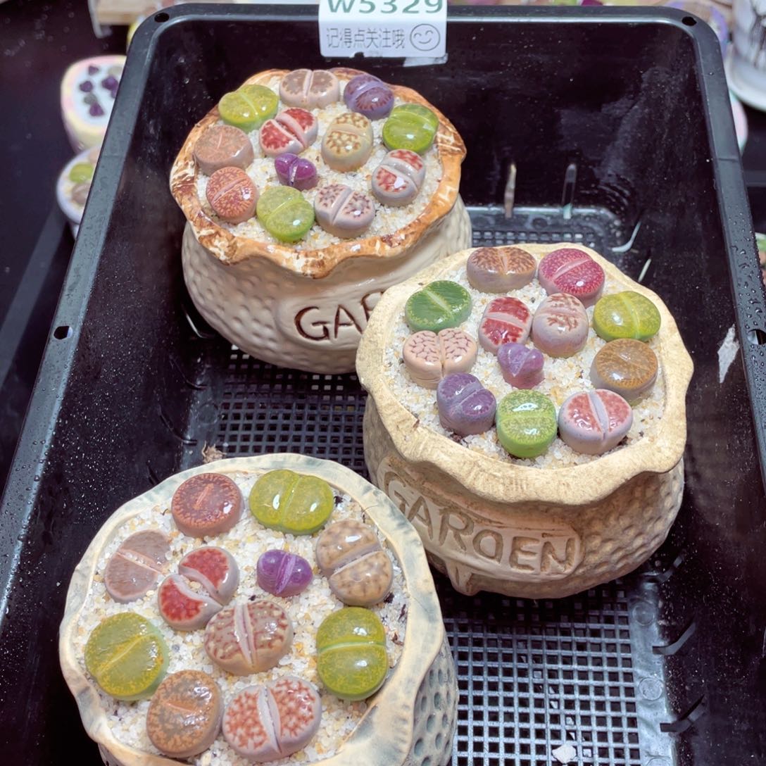 w5329钱袋子一份一盆量拍