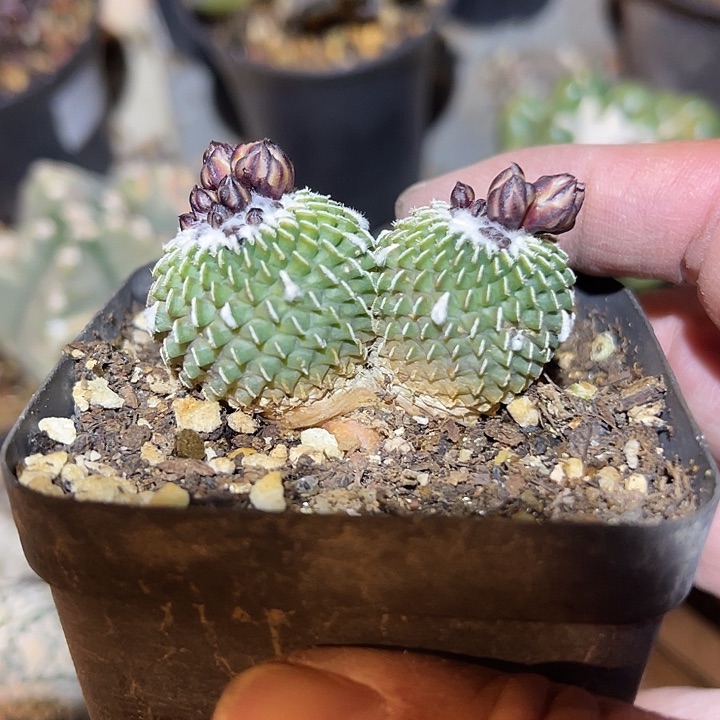 满38包邮2天凑单，脱土晾根发货多肉植物自根精巧殿刺缀