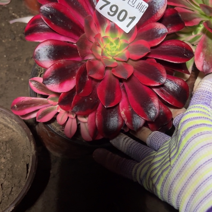 7901美杜莎多肉植物