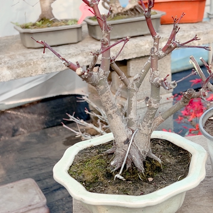 沐***念无花朵枫树……枫树