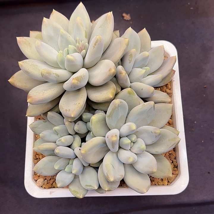 哥特新年福利多肉植物