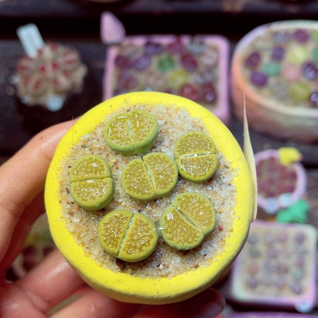 364生石花带盆发1