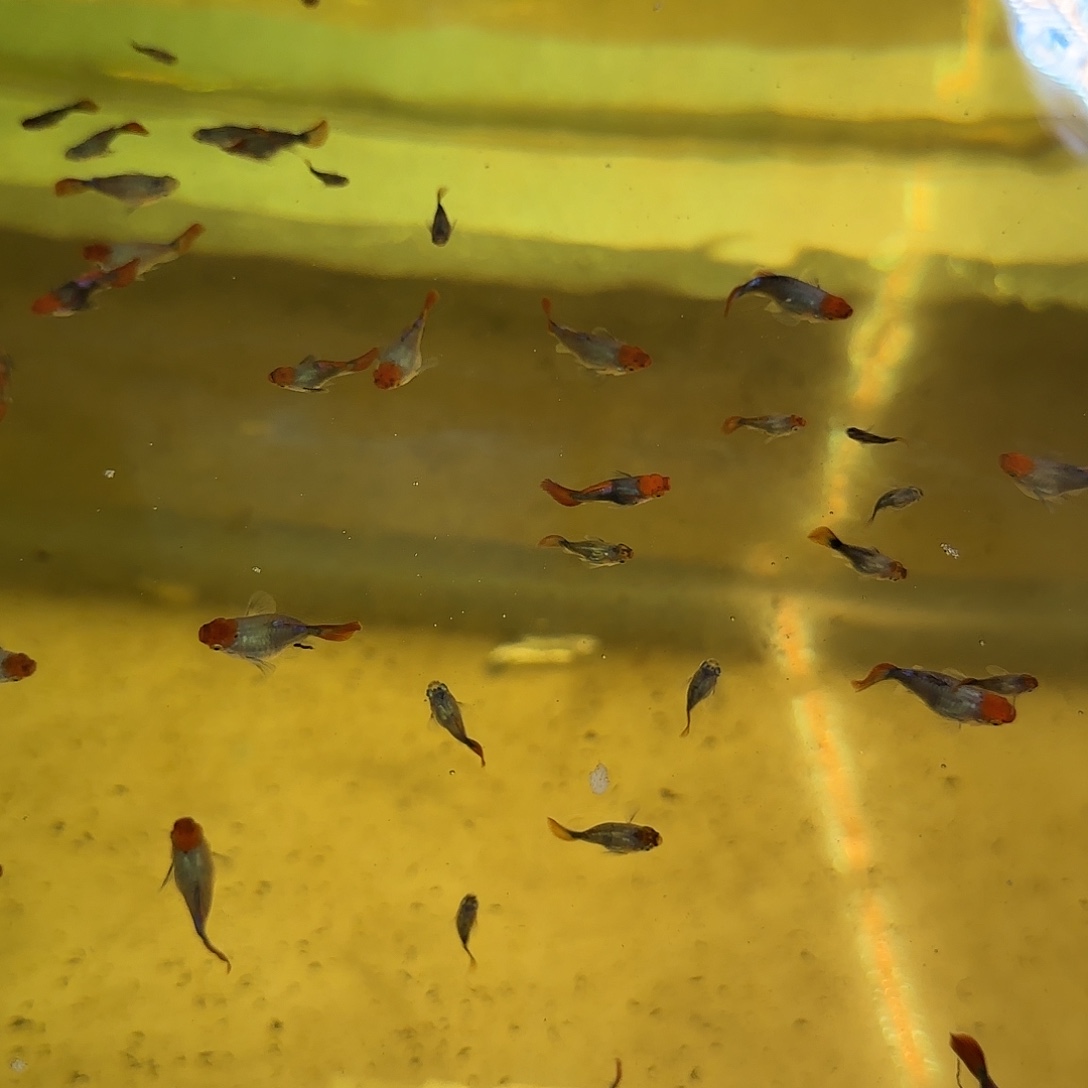 孔雀鱼深海蓝球压成10条随机