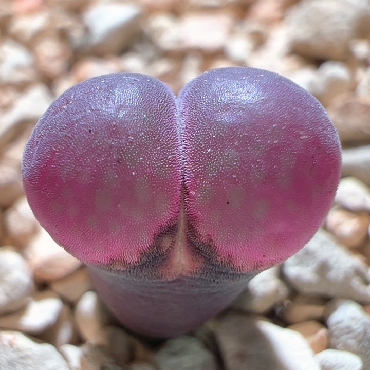 514。 优选流量密码。两年