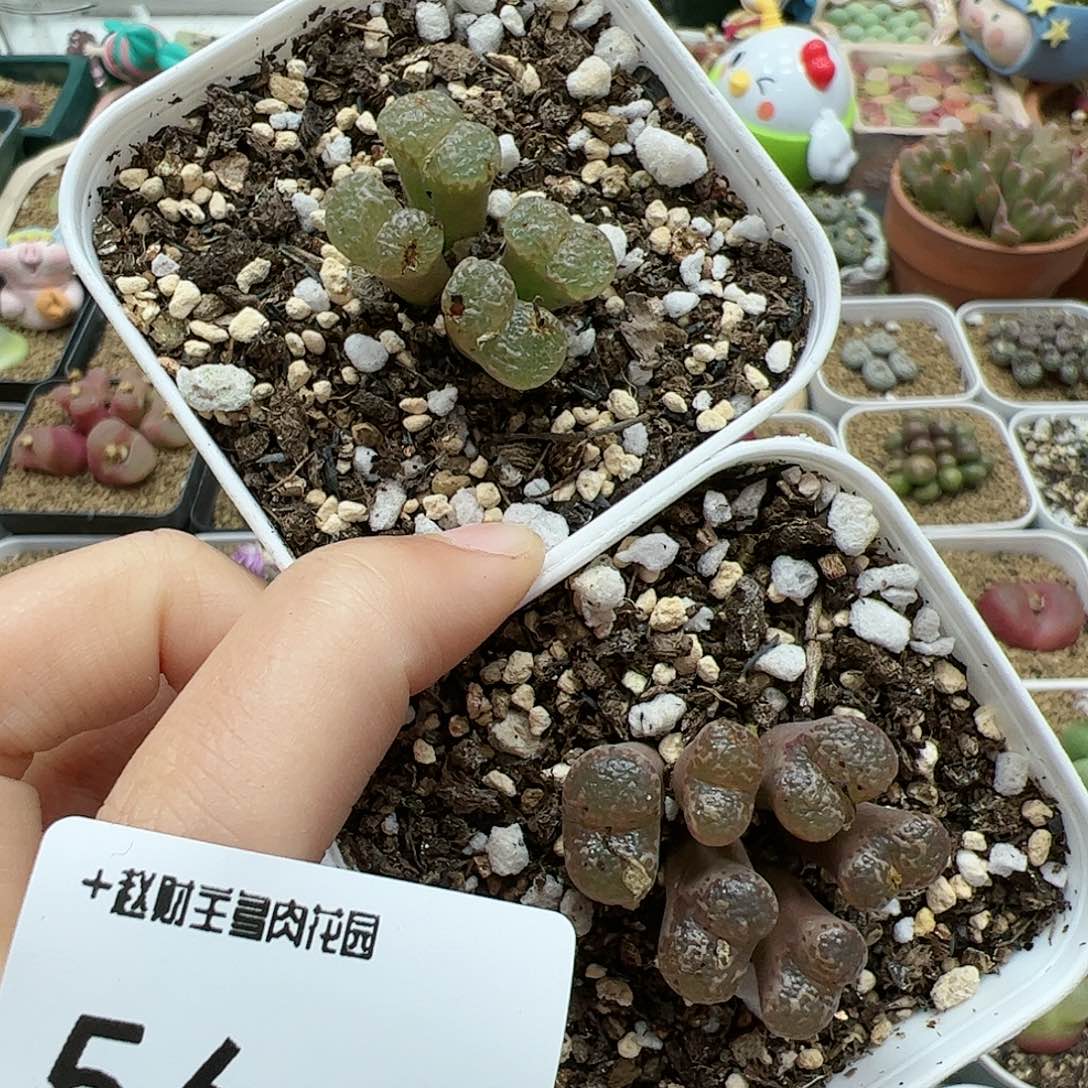 【闪购商品】?*宝56 减券