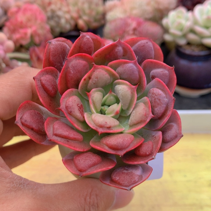 一物一拍满38包邮A201