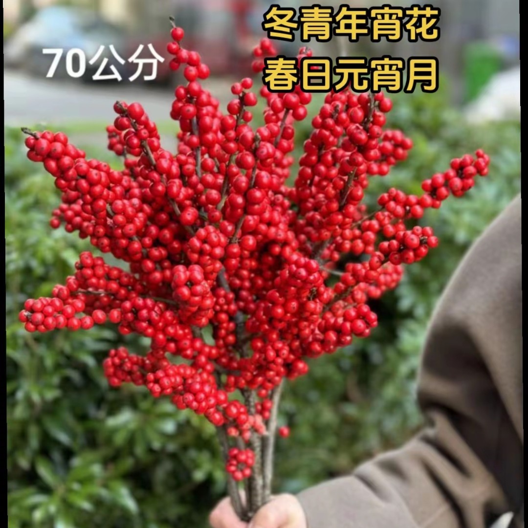 双AA级 70cm~80cm 喜庆年宵花北美冬青鲜切枝水培耐寒