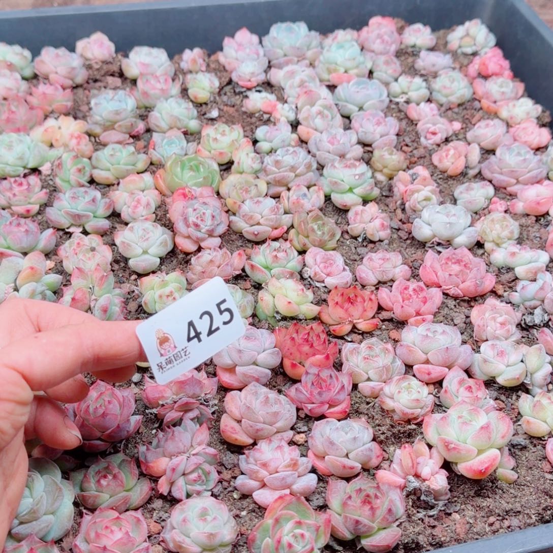 度***多肉植物多肉植物