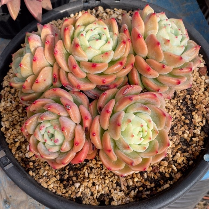 【闪购商品】吉娃娃杂