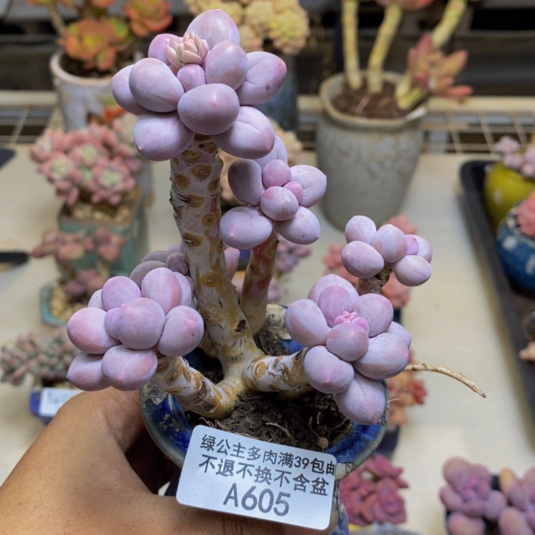 605香水手指奶多肉8c m