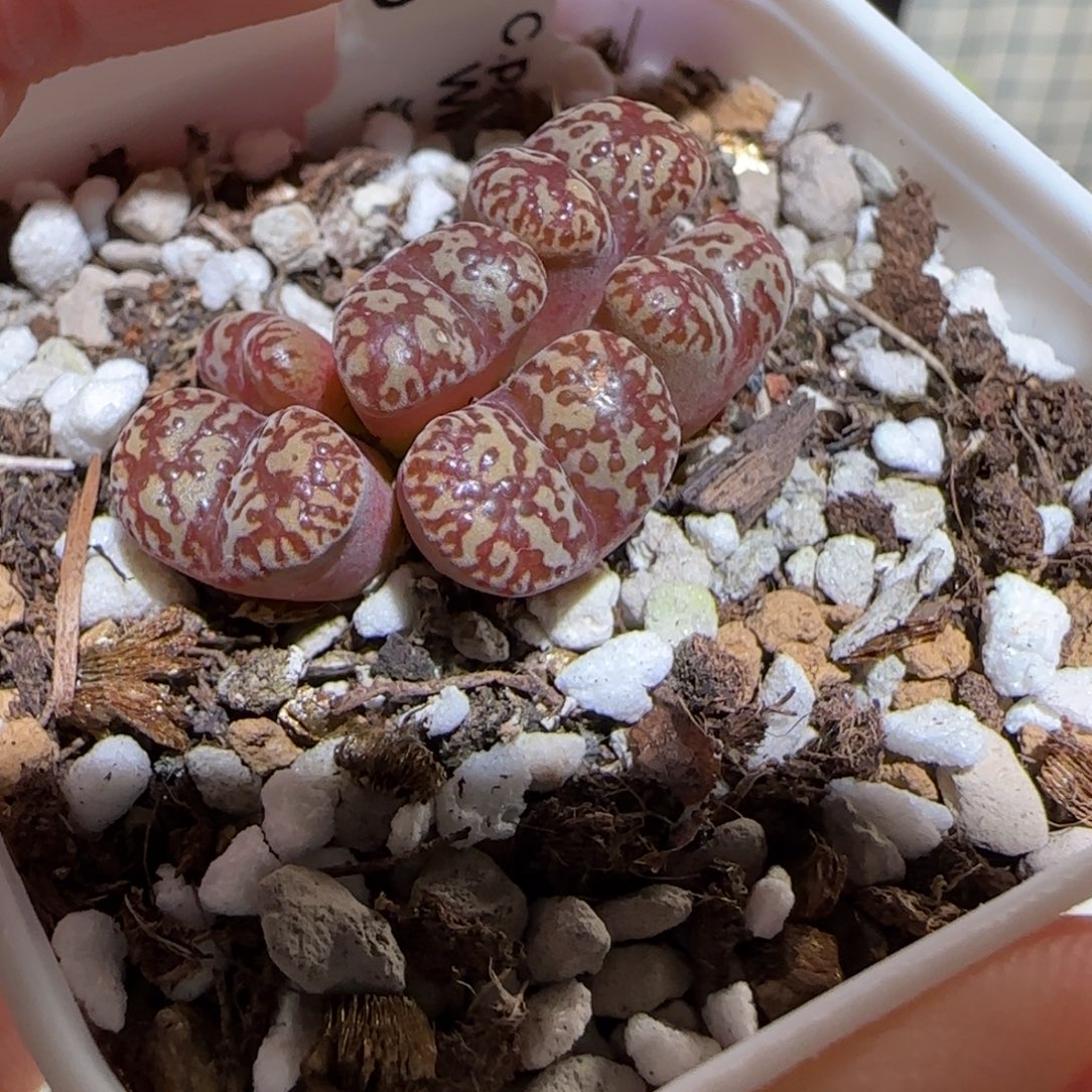 肉锥多肉植物组合-流线纹鸟哈尼473