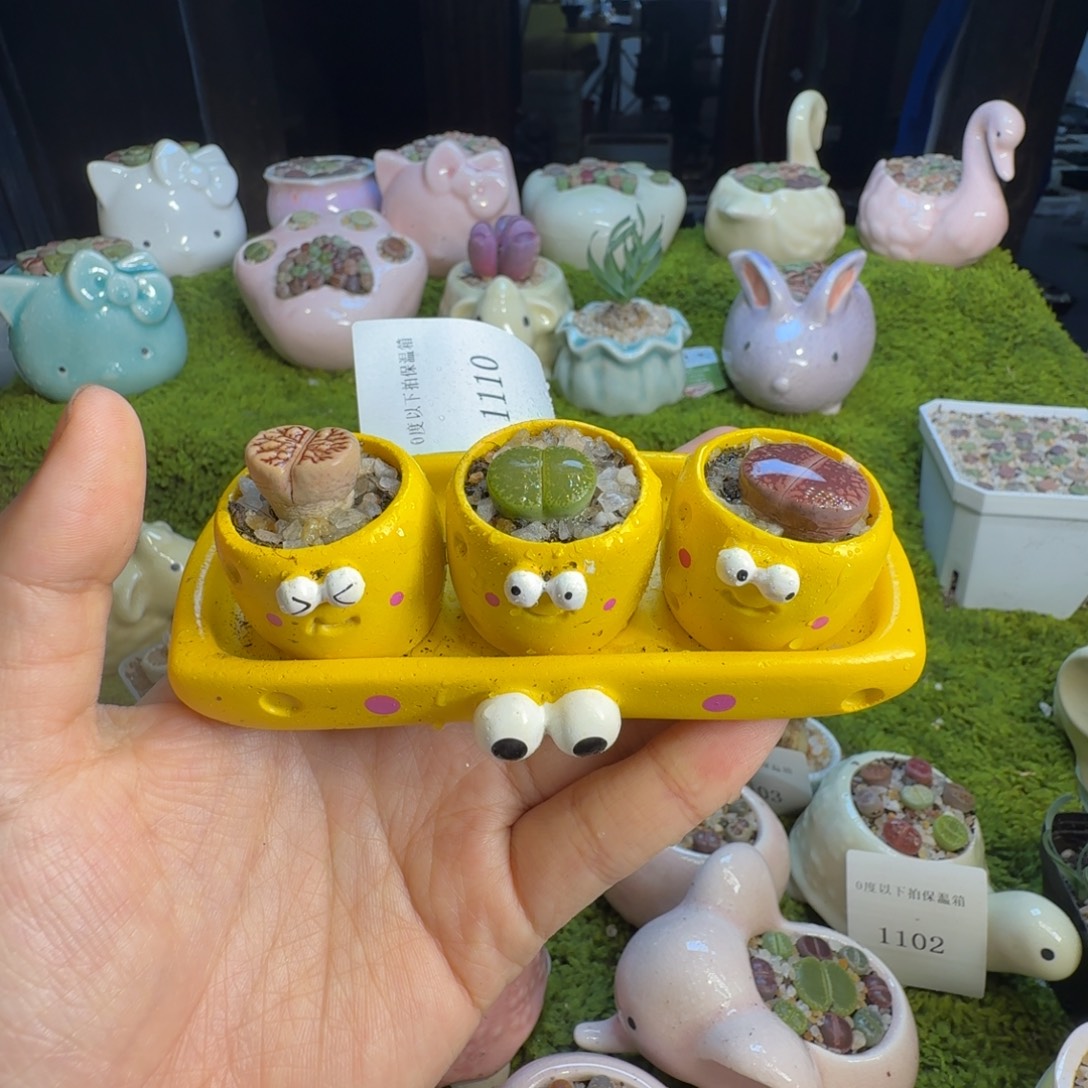 多肉植物开播福利冲1110