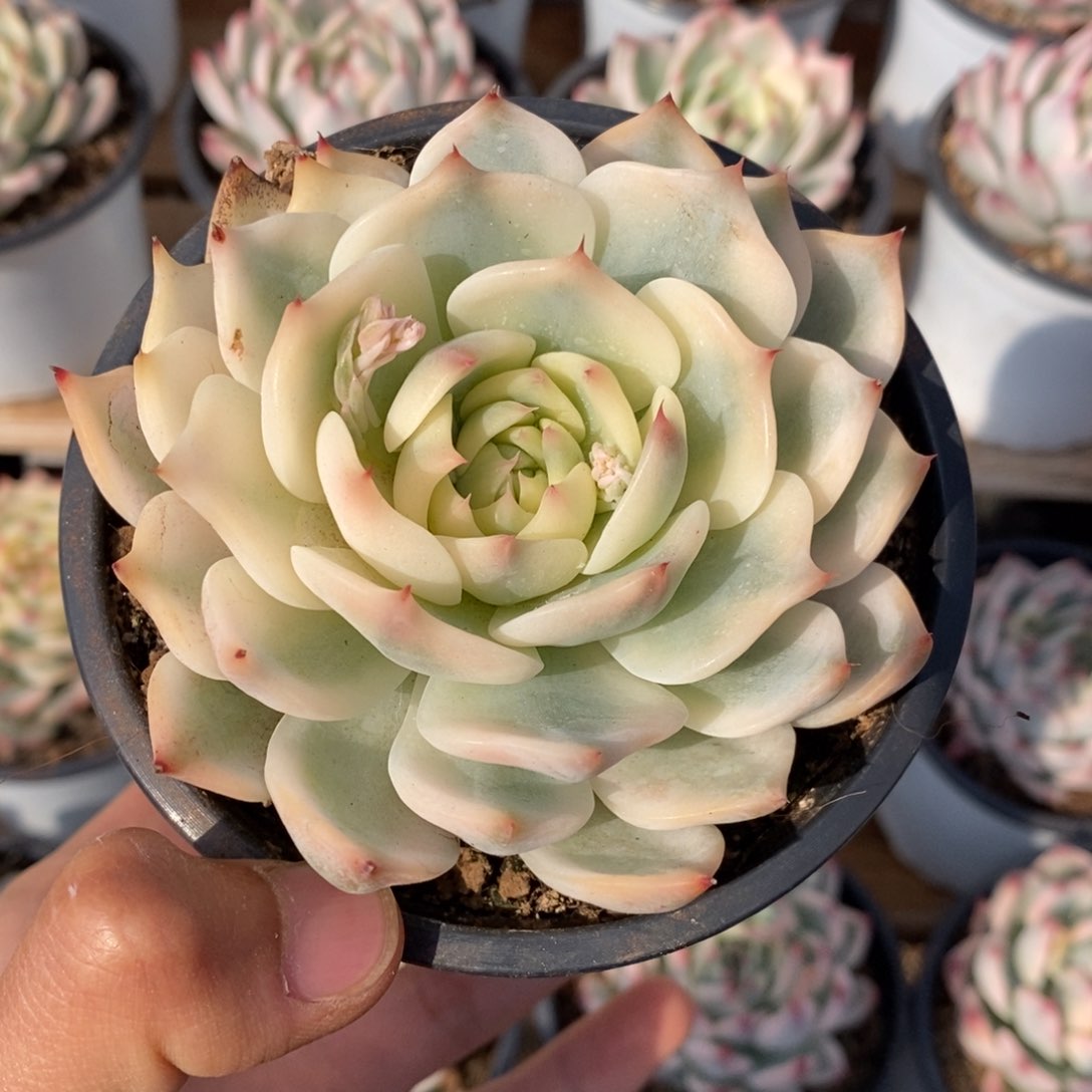 吉娃娃锦多肉植物