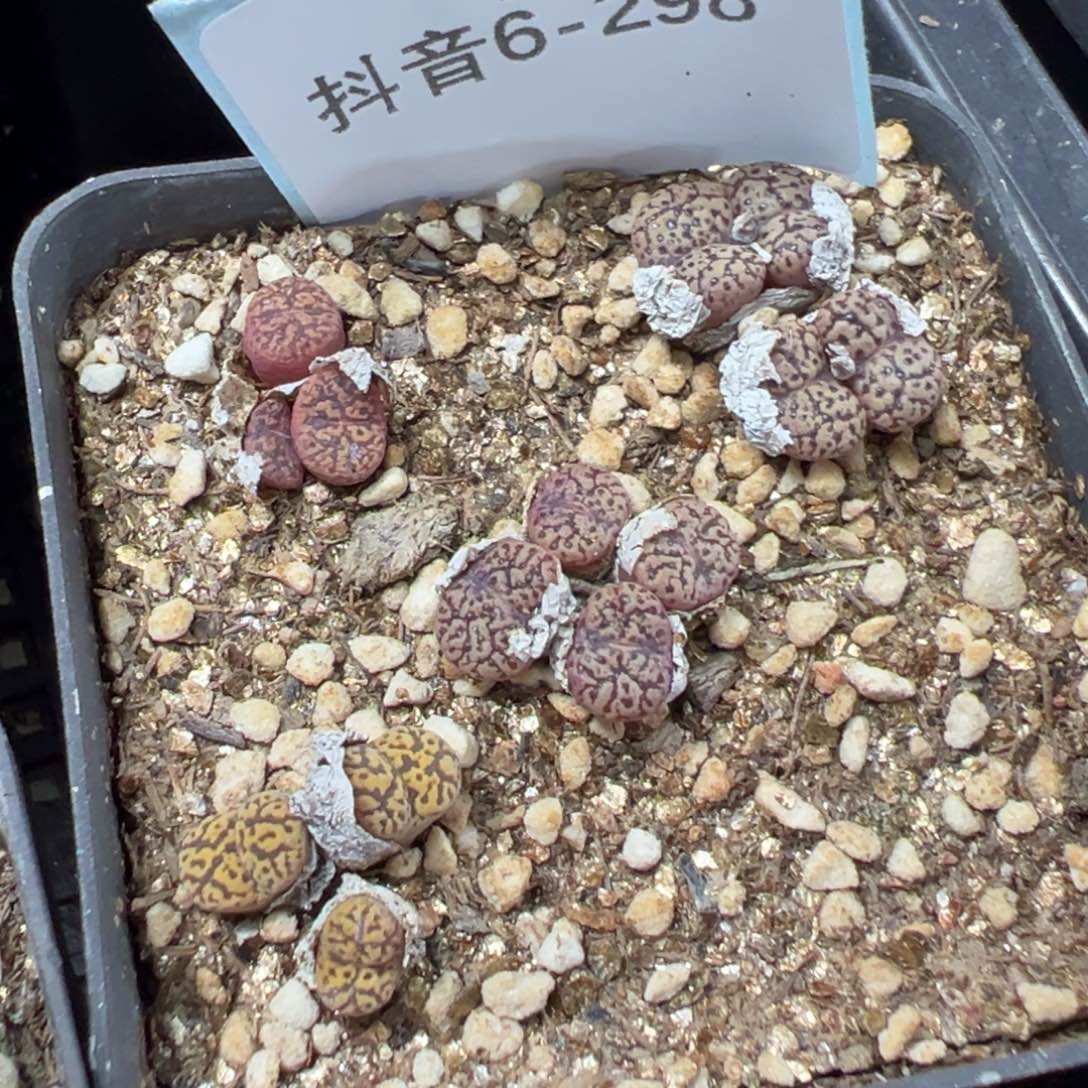 6-298鸟哈尼多肉植物，