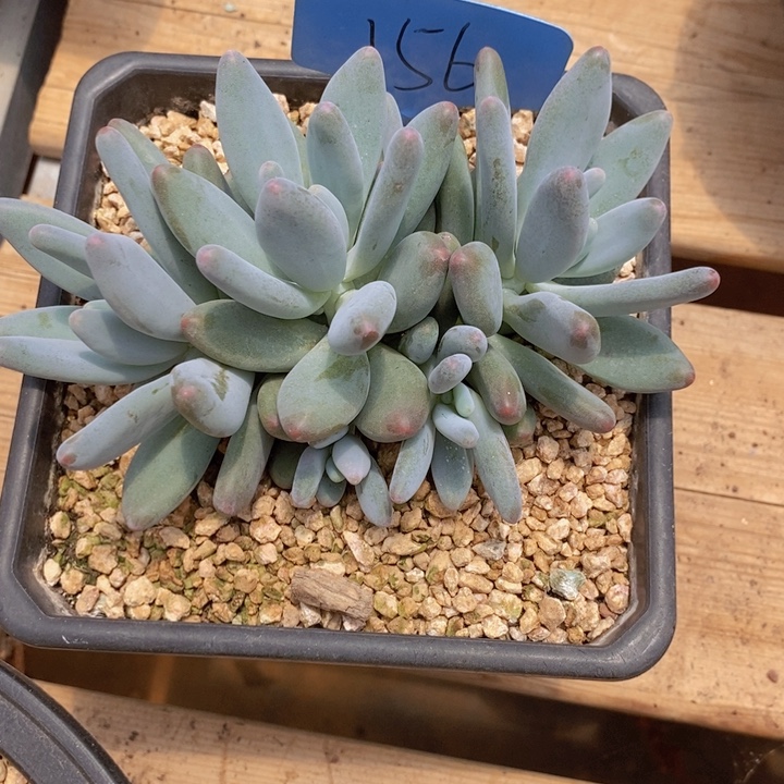 是因为他们没有勇气