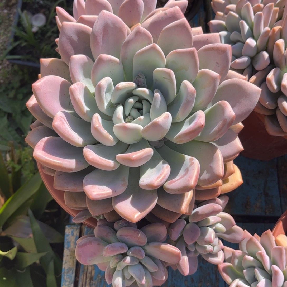 新疆西藏内蒙不发货，奥普