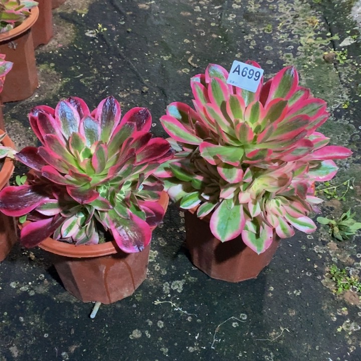 粉女巫美杜莎多肉植物699