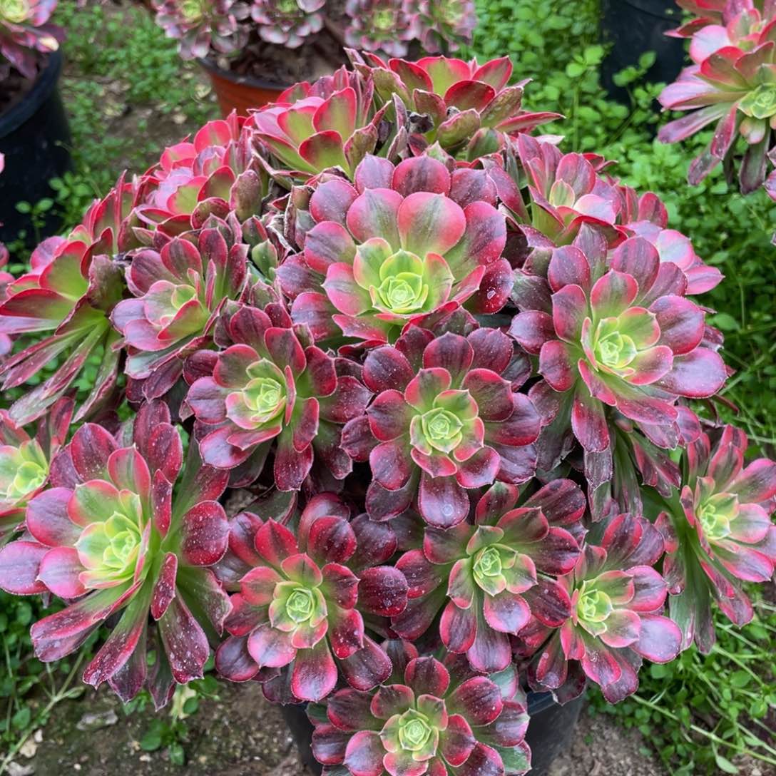 709安娜彩虹锦精品法师多肉