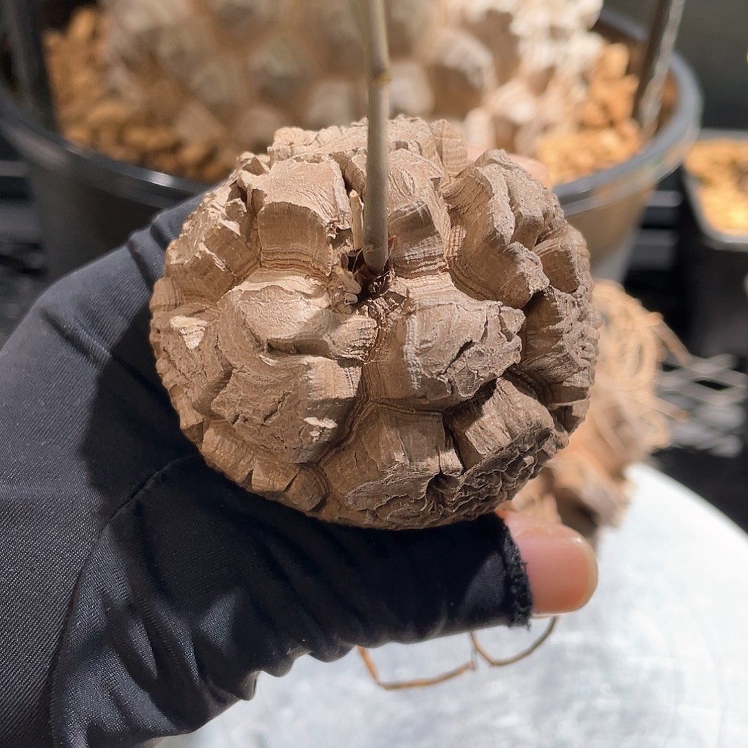 日系龟甲龙6.05公分