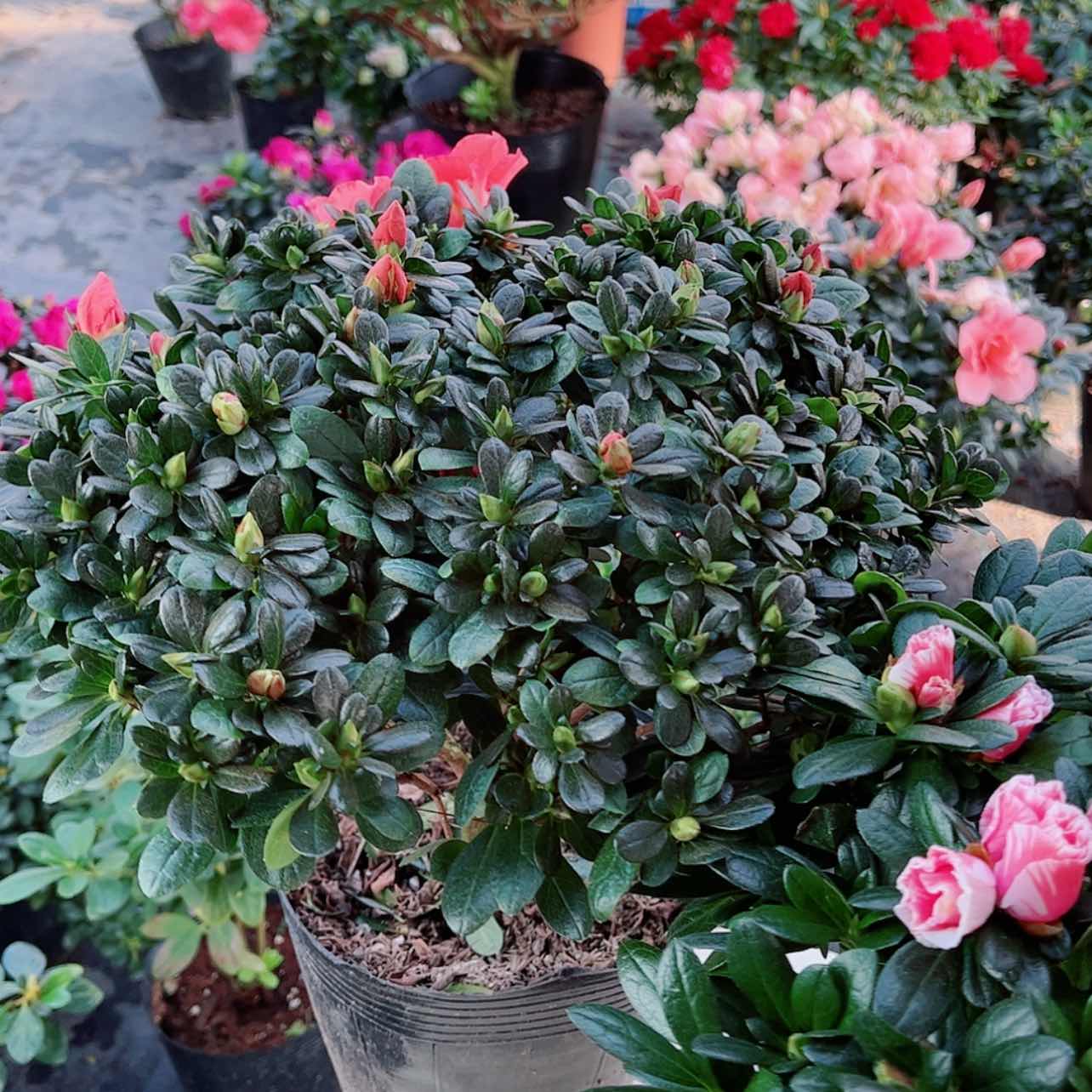 【闪购商品】大部分花苞少量开放S*Y