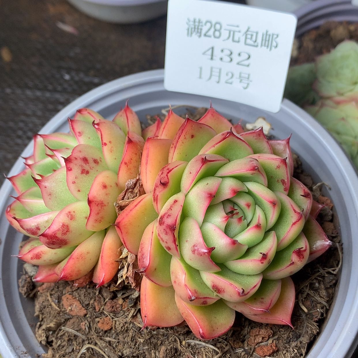 【闪购商品】云432号