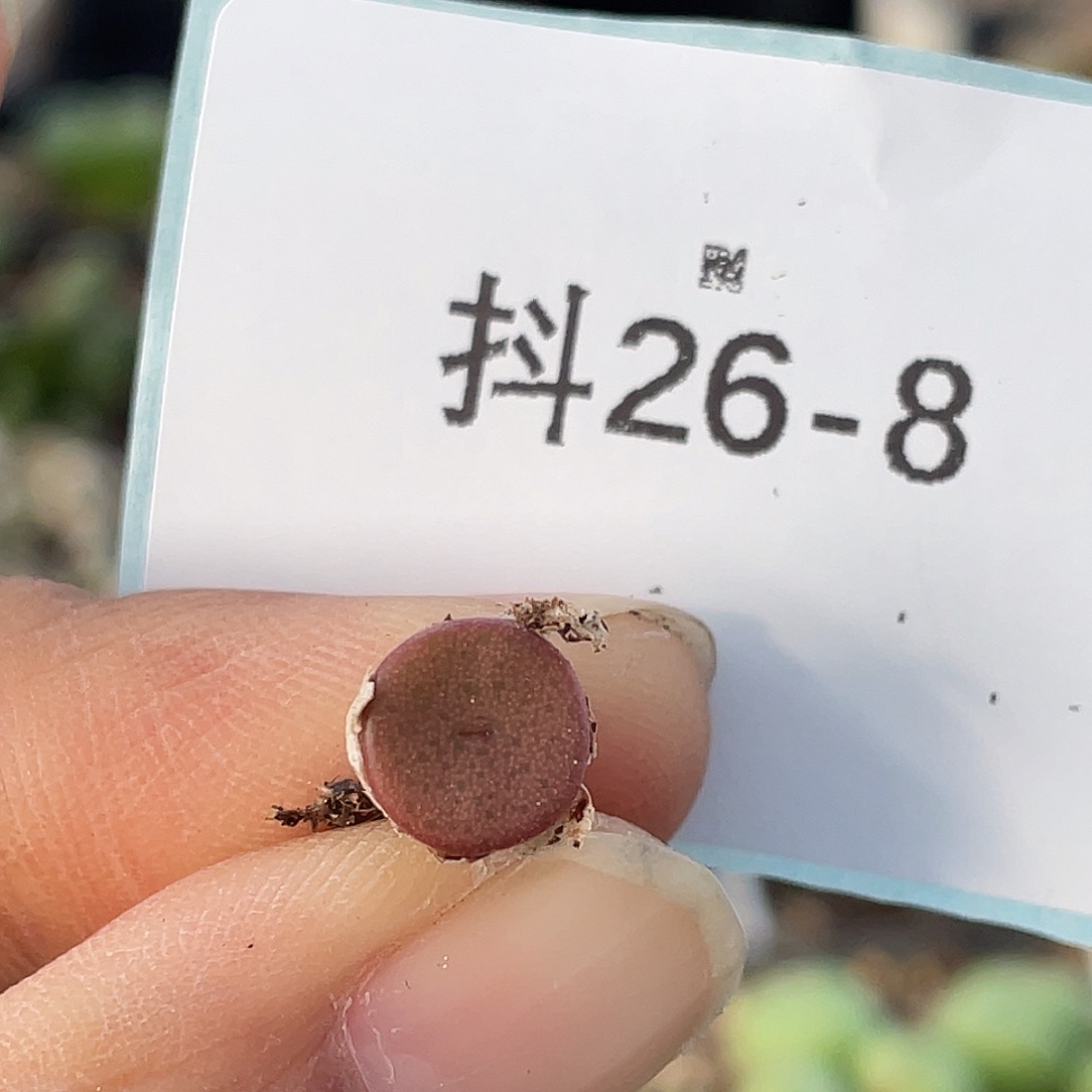 26-8金币多肉植物