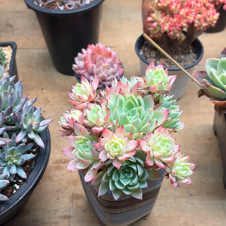 多肉植物，三色景
