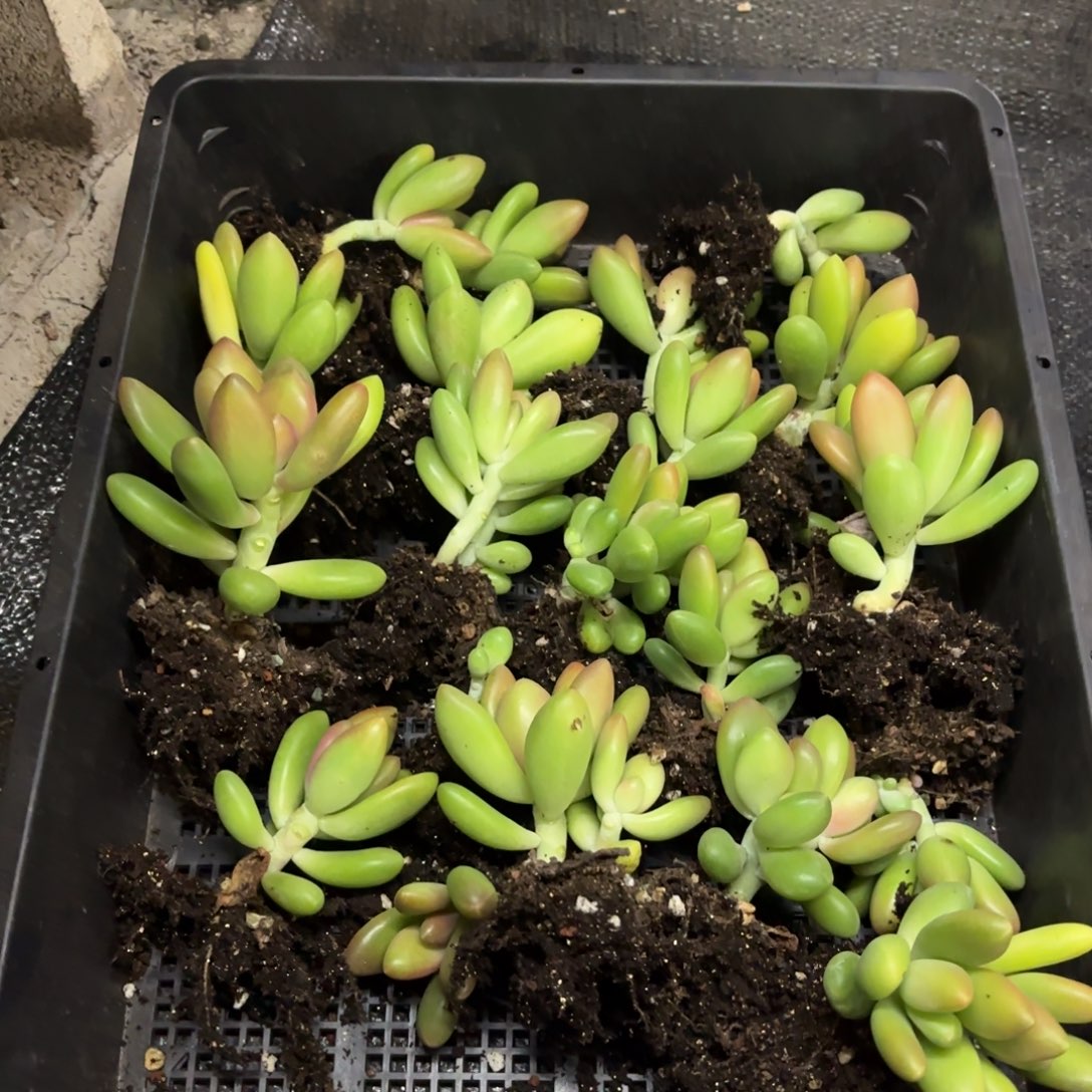 1201多肉植物芒果奶苗