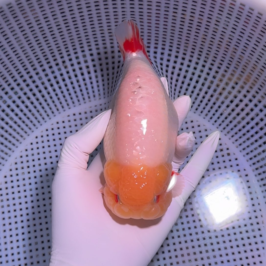 金鱼类不分公母18