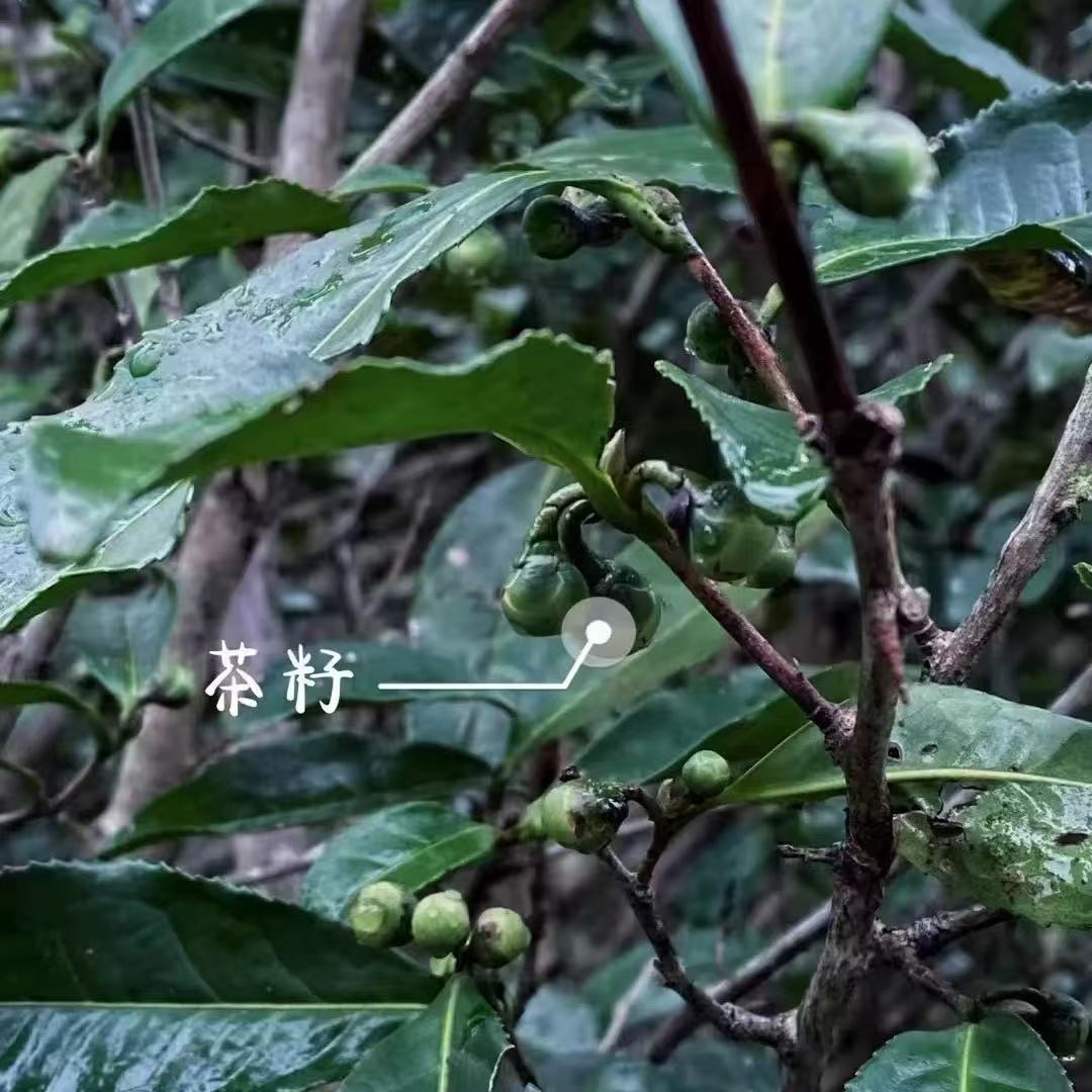 2017年荒野菜茶茶籽 少量  闭眼拍
