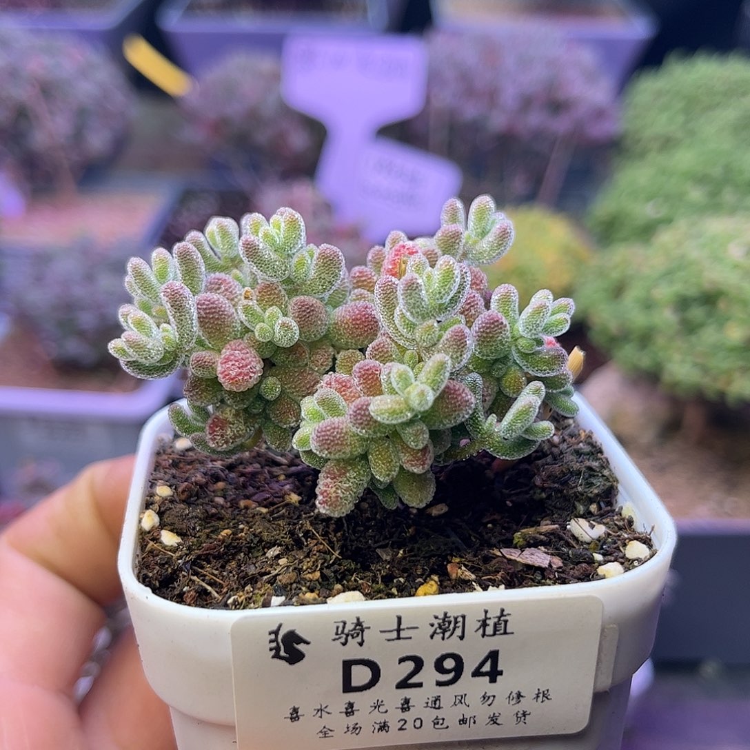 294优选冰晶枝干番杏