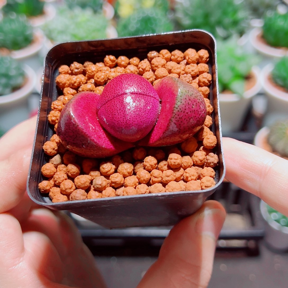 紫元宝原盆土多肉