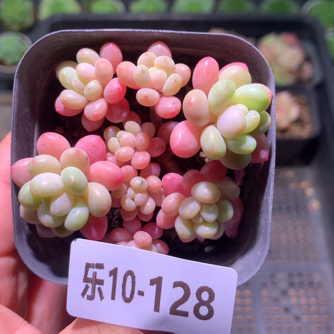 乐然10-128 鱼子酱 