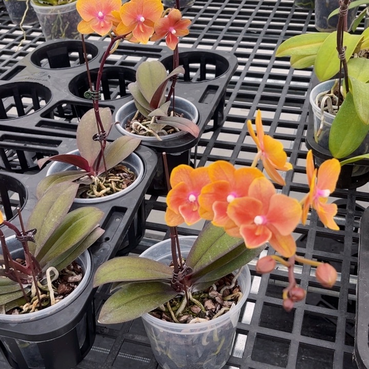 大量花朵（建议范围：8朵-15朵 或40%以上）