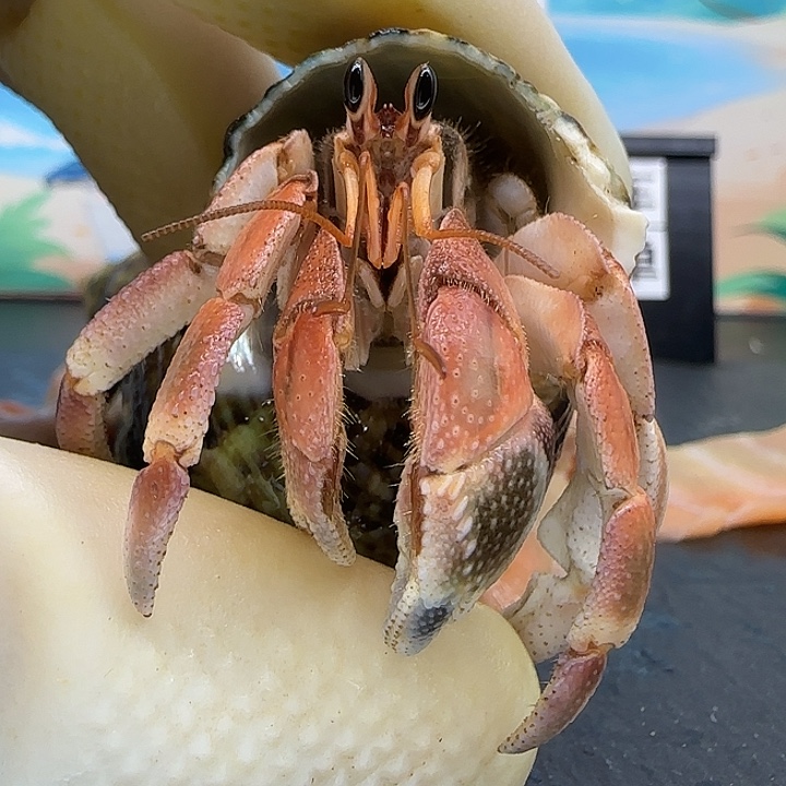 A10灰白1.9cm口径