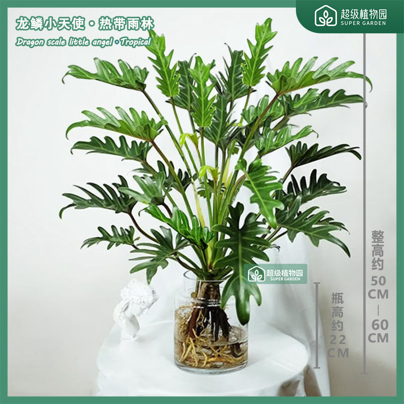 龙鳞小天使热带雨林绿植盆栽室内水培观叶植物客厅办公室净化空气