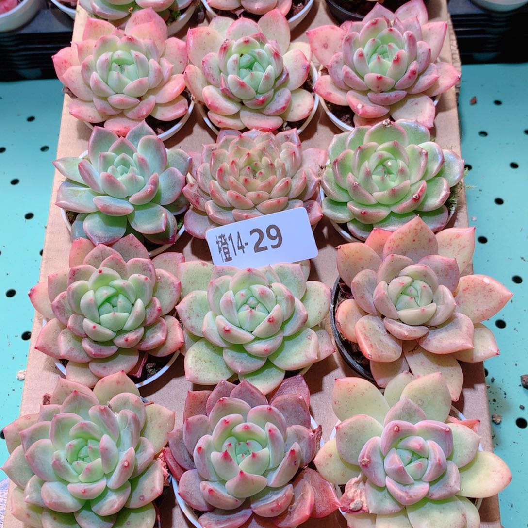 14-29一物一拍多肉带盆18颗