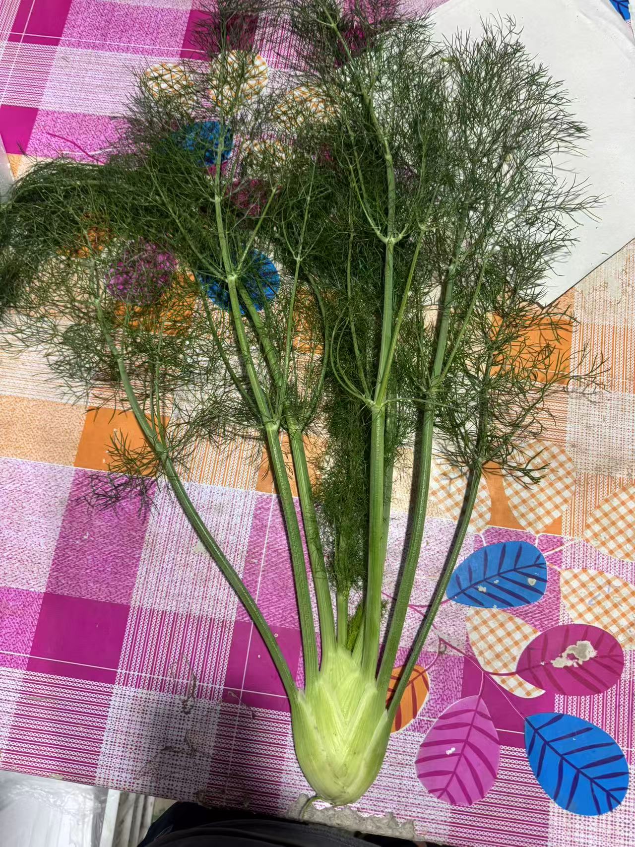 【猴瘦瘦农场】球茎茴香 3斤