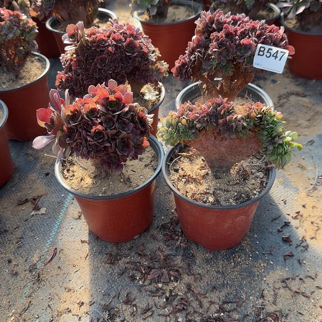 547玫瑰万缀微瑕共4颗