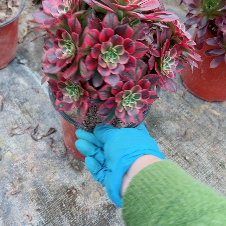 801安娜多肉植物