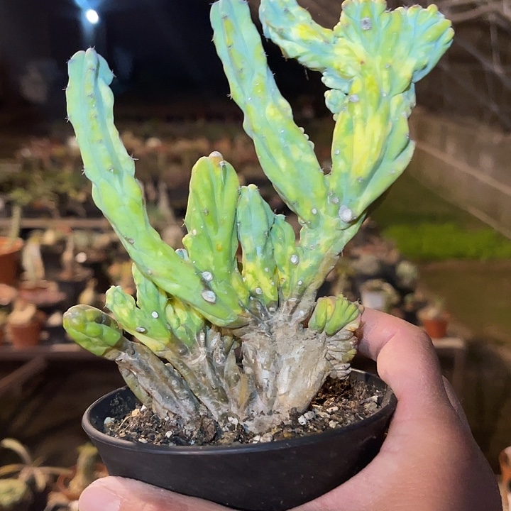 满38包邮2天凑单，脱土晾根发货多肉植物