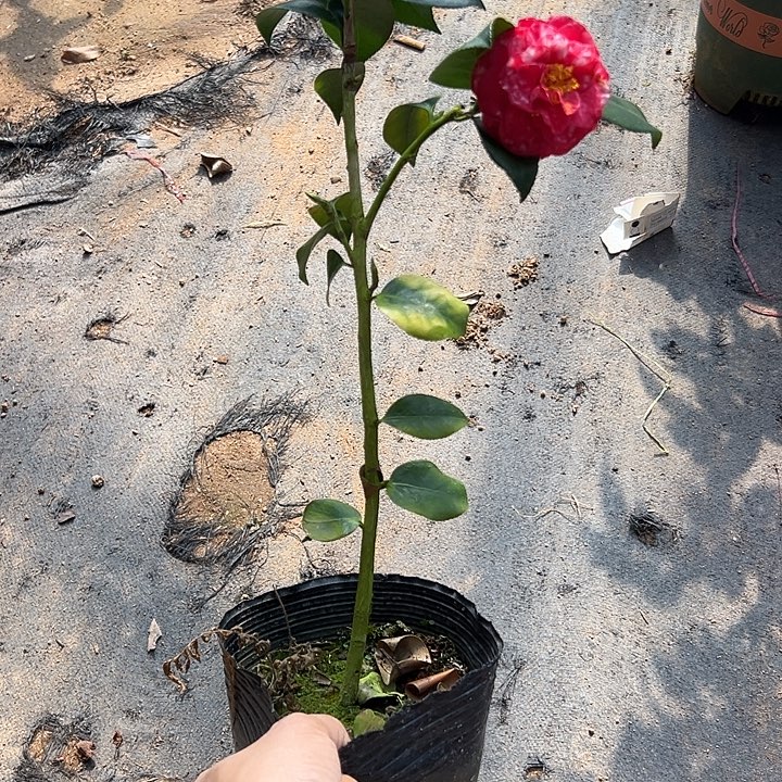 大部分花苞少量开放鹿儿岛